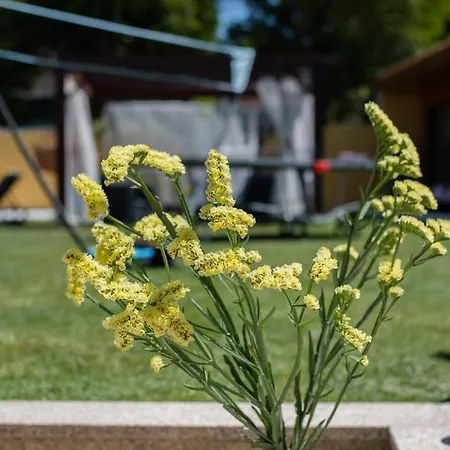 Quinta Salinas - Puro Prazer