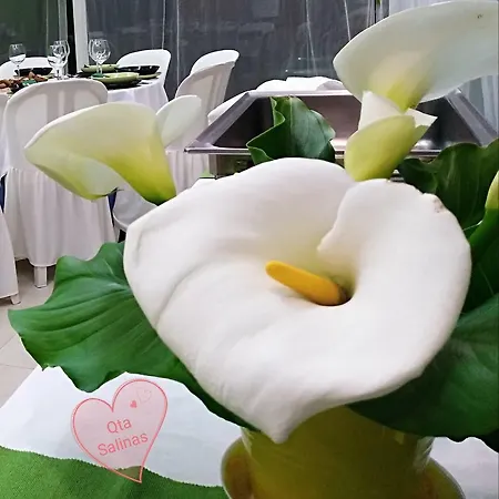 Gæstehus Quinta Salinas - Puro Prazer 4*